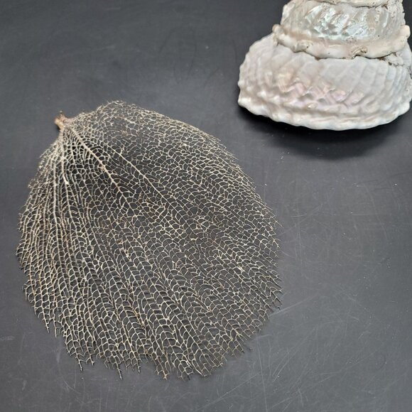Vintage Shell Large Turbin Conk and Dried Sea Grass Sea Fan Seaside Decor PR122 - Picture 8 of 8